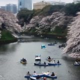 千鳥ヶ淵のライブカメラ　桜の開花状況