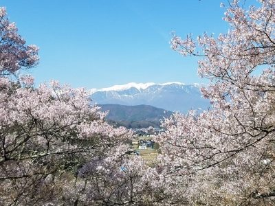 高遠城址公園のライブカメラ　桜の見頃、開花状況　【2020年】