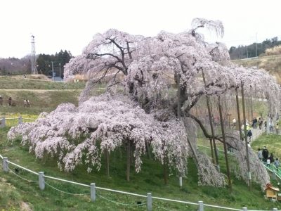 三春町の「滝桜」を映すライブカメラ　開花状況