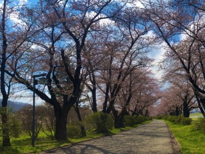 北上展勝地さくらまつりのライブカメラ 桜の開花状況や見頃 カムカムライブ