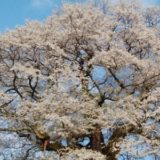 醍醐桜のライブカメラ　桜の開花状況　真庭市